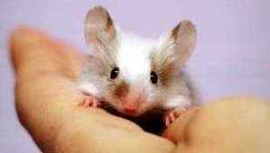 Колко трябва да вашите домашни мишки?